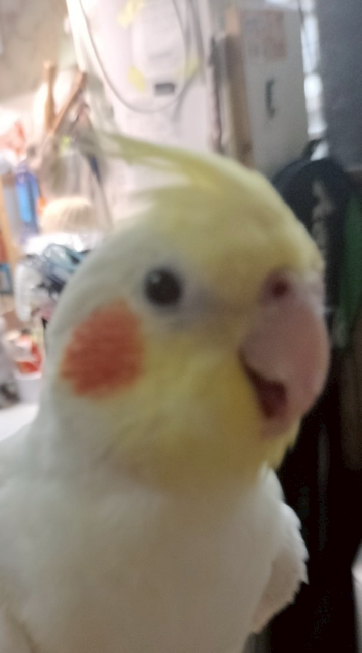 🕊️鳥友交流群🪽