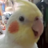 🕊️鳥友交流群🪽