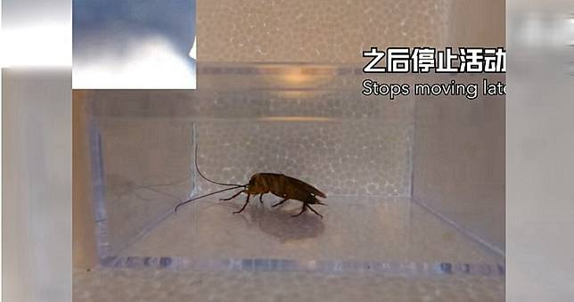 送蟑螂上太空！實驗結果令他大吃一驚