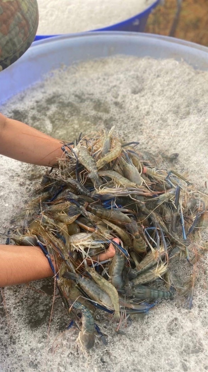 เตอร์แพกุ้ง🦐