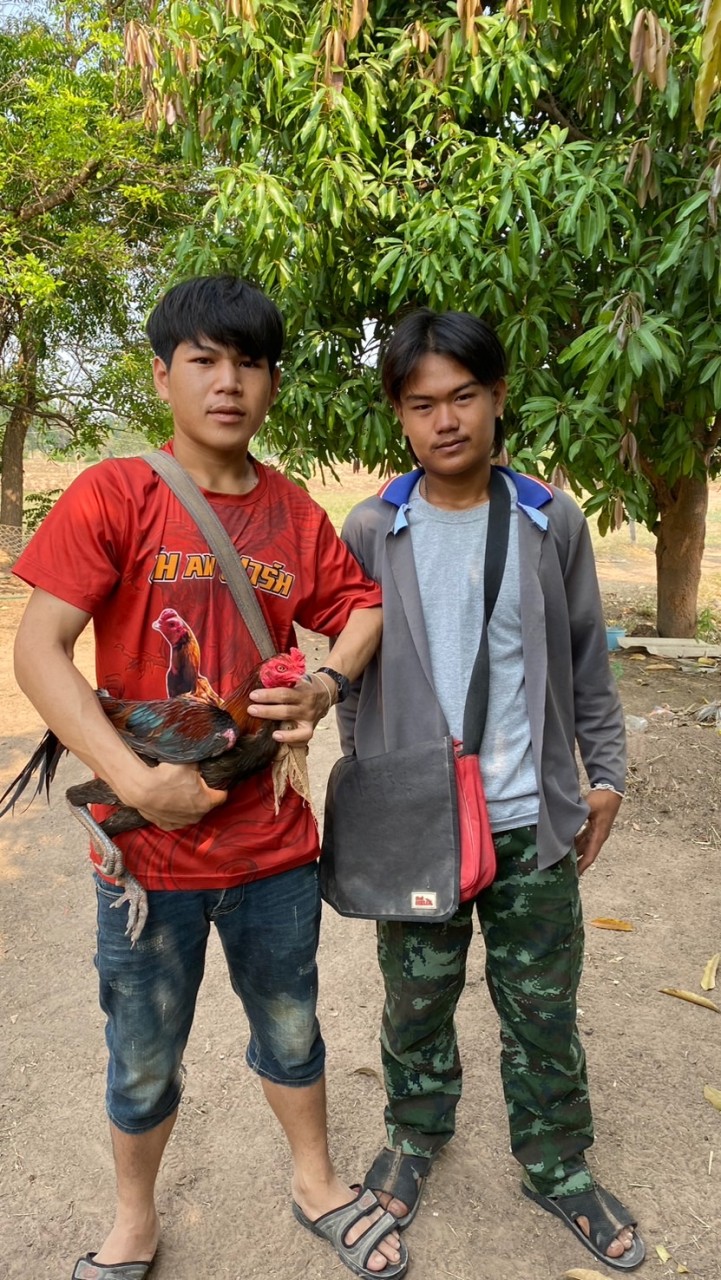 ซุ้มไก่ ส.สามแสน