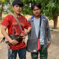 ซุ้มไก่ ส.สามแสน