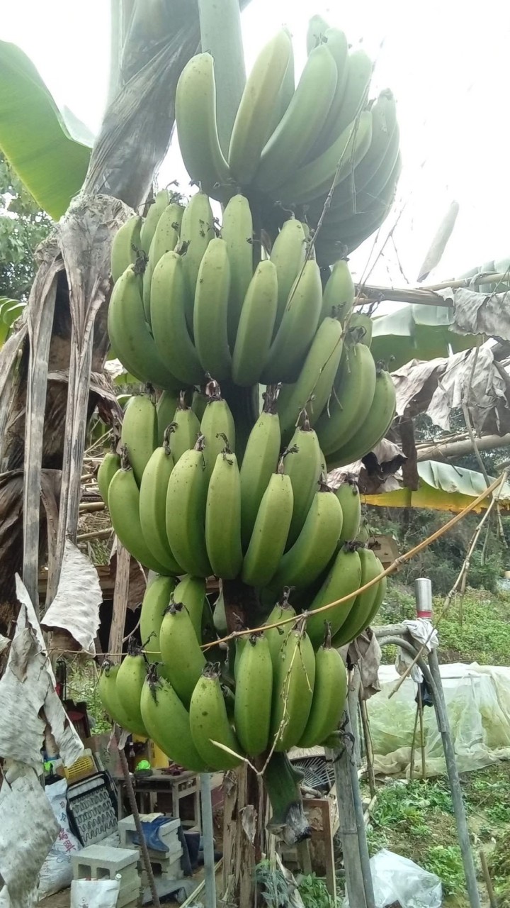 中寮香蕉小農