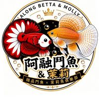 【新社群成立 首購免運】阿融茉莉魚 Molly ✖  鬥魚 Betta ｜6月底前享多重優惠