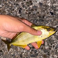 釣り好きの部屋