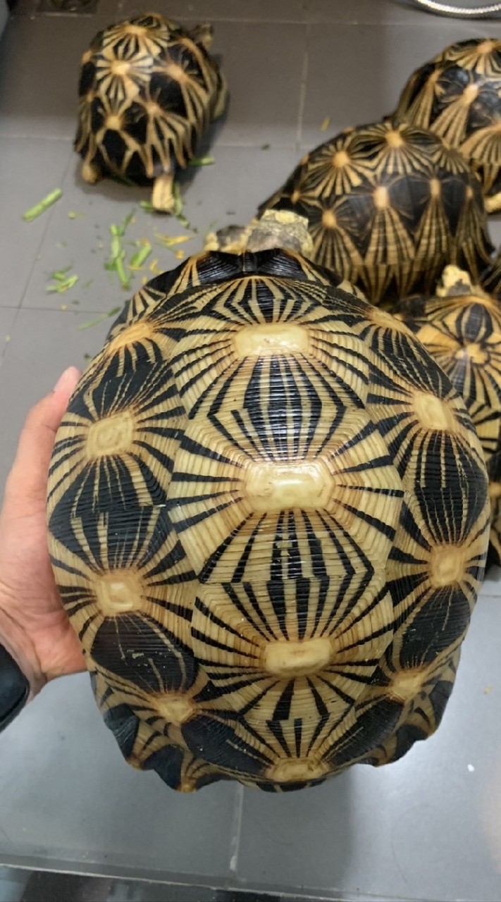 TURTLE WONDER