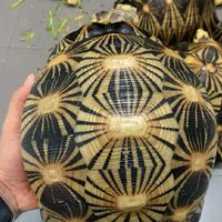 TURTLE WONDER