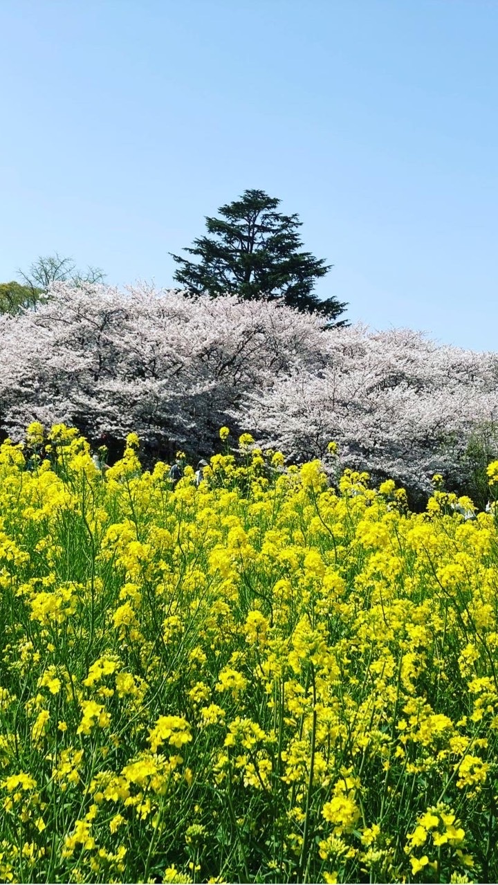 «埼玉県»幸手市民集まれ〜