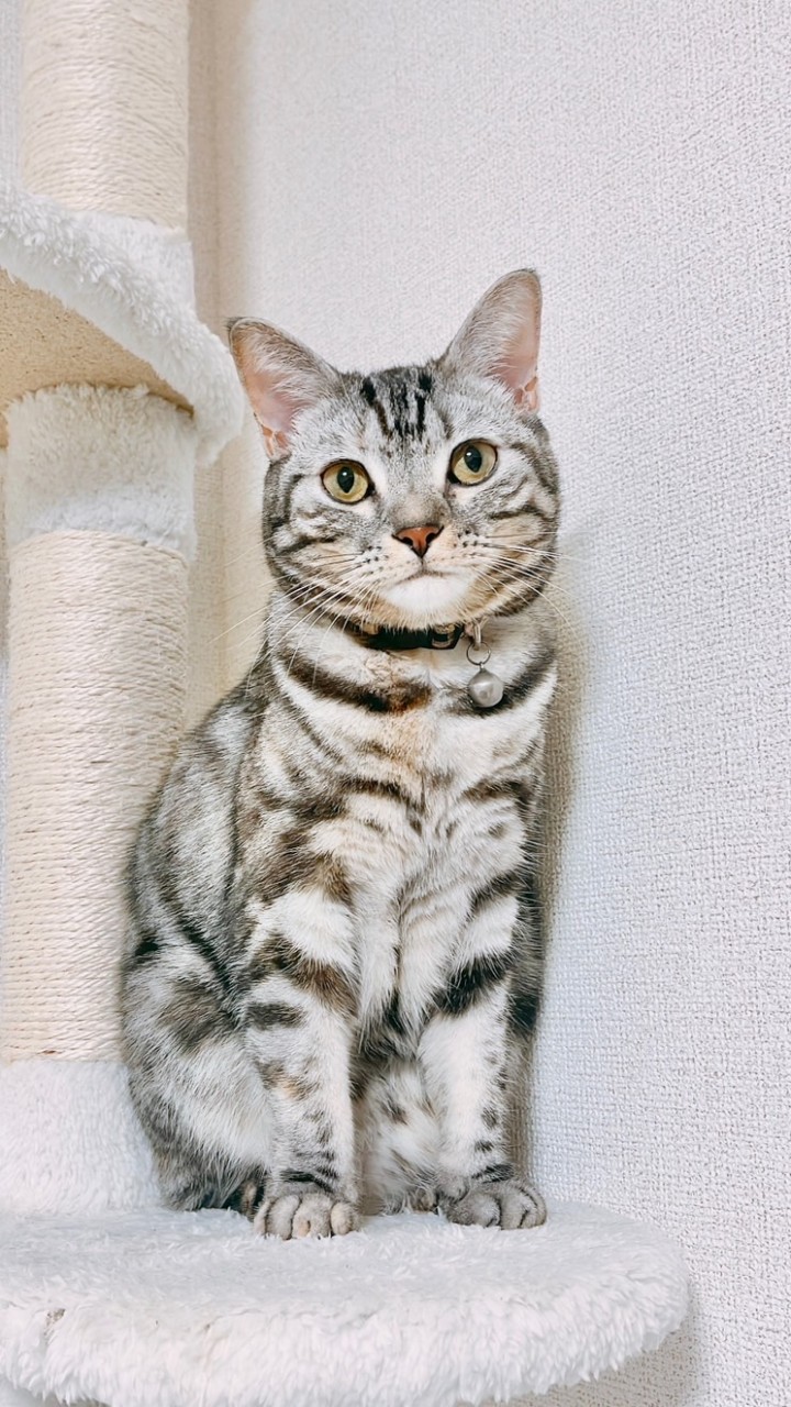 もふもふ団