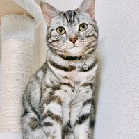 もふもふ団