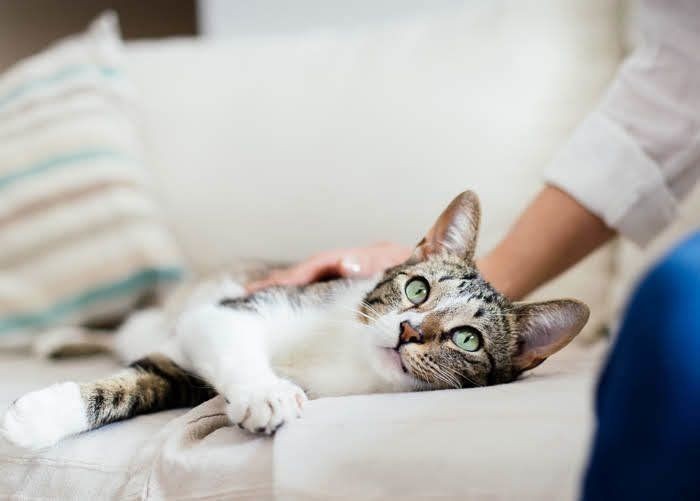 猫は暑さに強い 猫の夏バテの症状と受診の目安