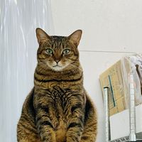 18B唱號用🎤
