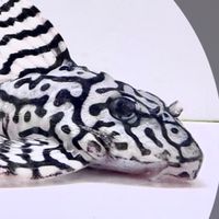 偉WEI水族異形愛好