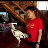 ขออนุญาตแอดมินด้วยครับแบ่งไก่สายเลือดครูกอล์ฟปวงคำคงครับ