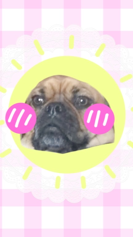 The world pug 💗🐶✨