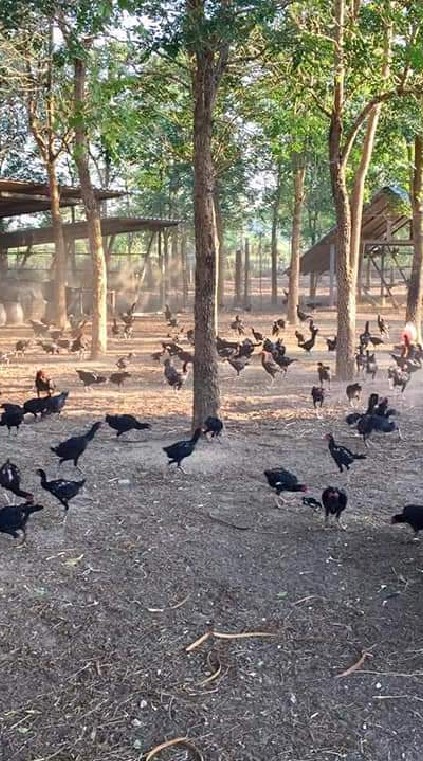 ไก่ชน บ้านสยามวงศ์