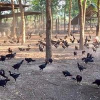 ไก่ชน บ้านสยามวงศ์