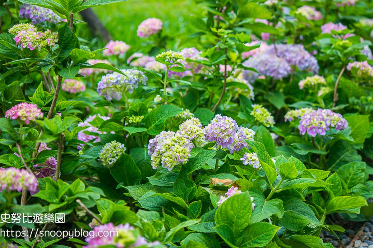 連新北人都不知道！樹林８處免費景點：巨型飛碟公園、愛心池塘、繡球花祕境