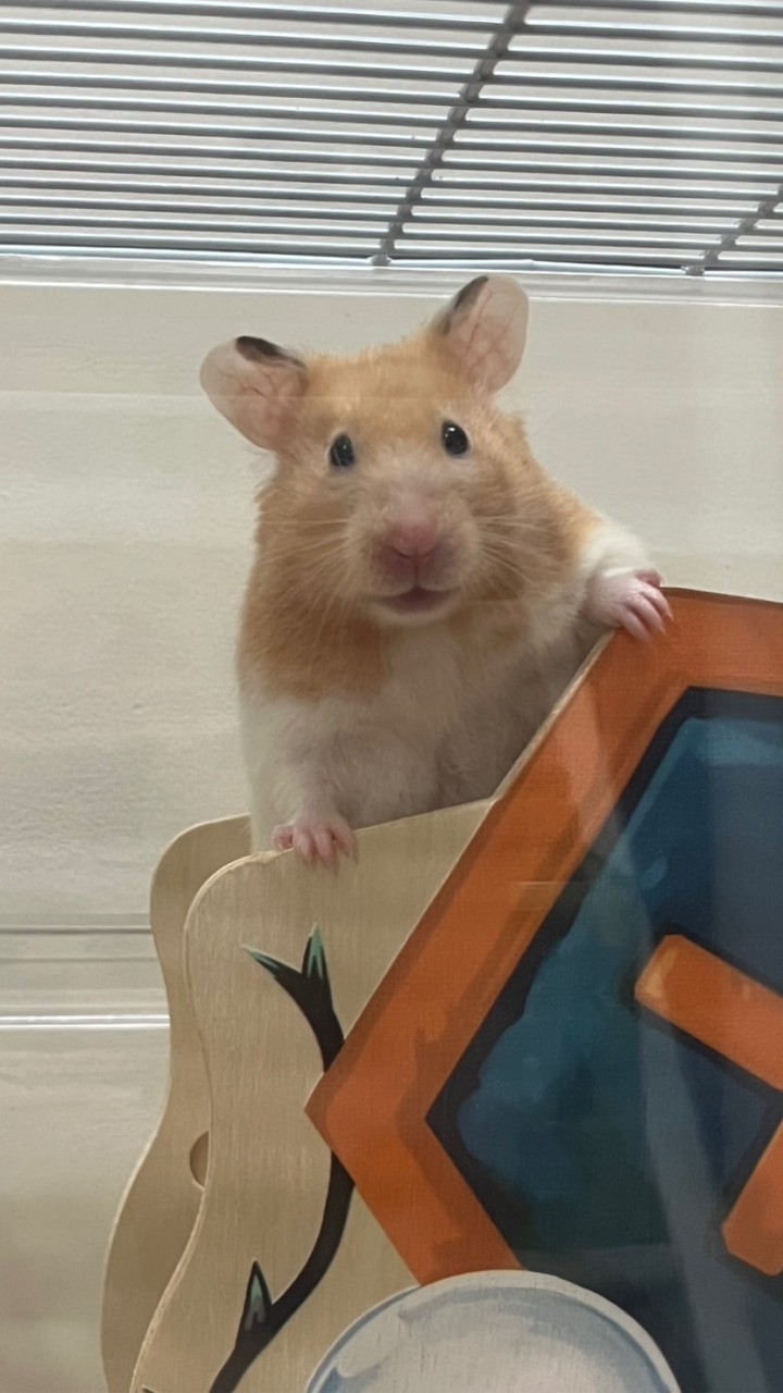 星辰倉鼠寄宿寄養服務🐹🫶