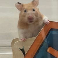 星辰倉鼠寄宿寄養服務🐹🫶