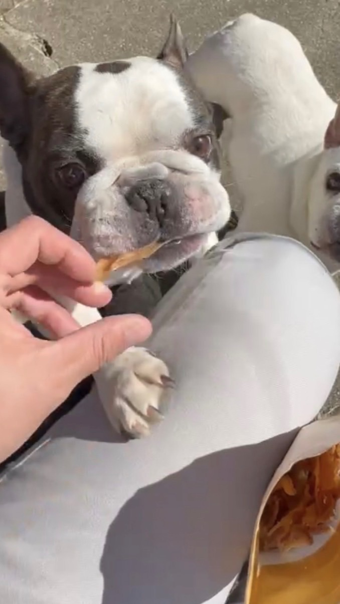 🐾毛孩手作肉乾