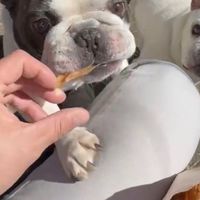 🐾毛孩手作肉乾