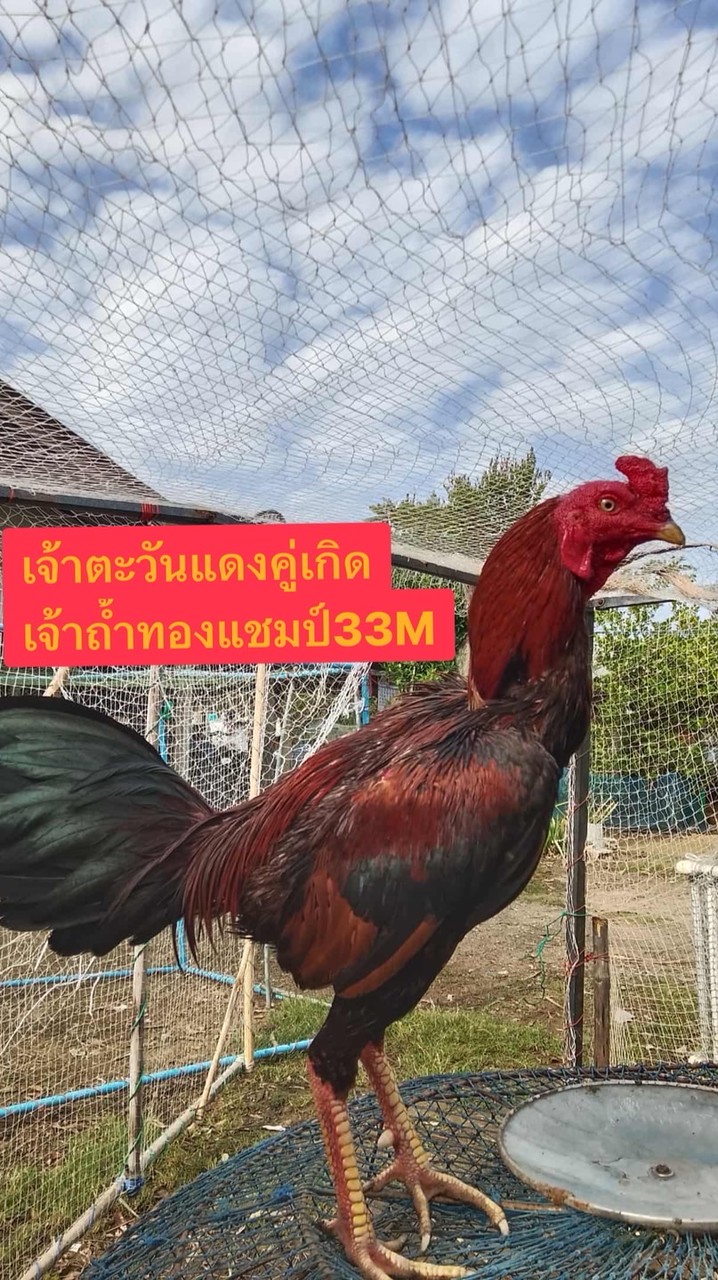 ซุ้ม ส.แสงตะวันฟาร์ม จ.นครปฐม