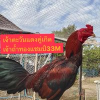 ซุ้ม ส.แสงตะวันฟาร์ม จ.นครปฐม