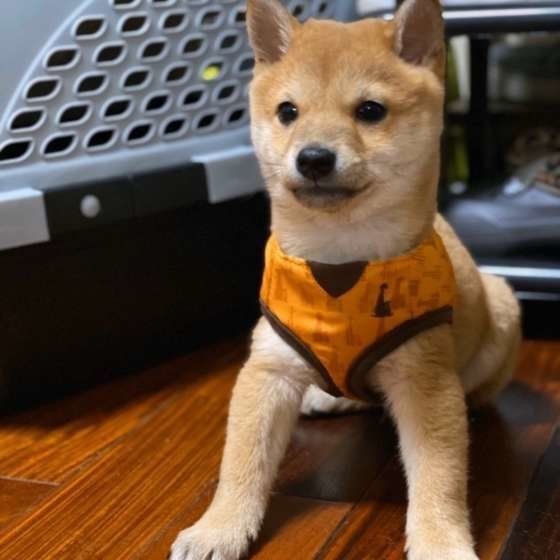 首輪とハーネス 愛犬にぴったりなのはどちら