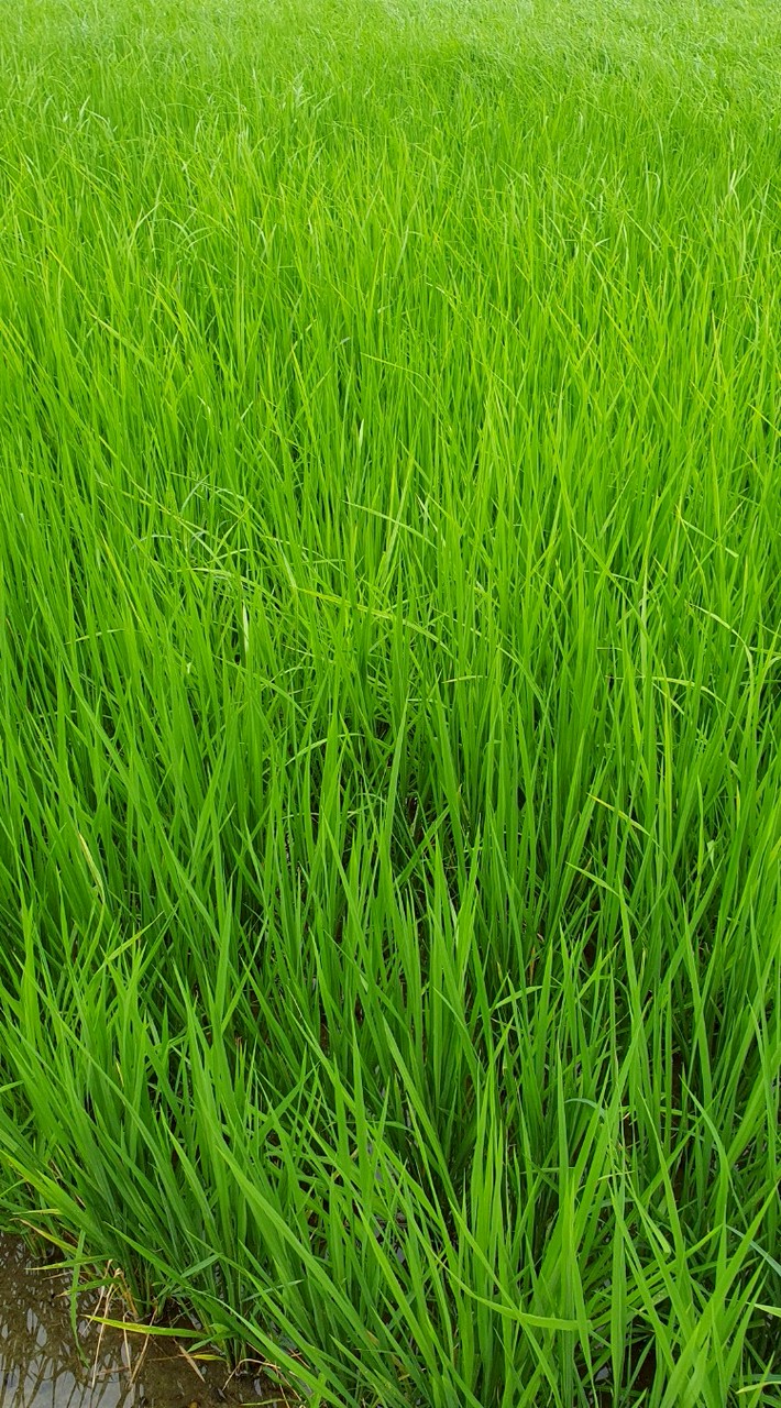 ss大甲人找房屋找找