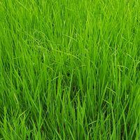 ss大甲人找房屋找找