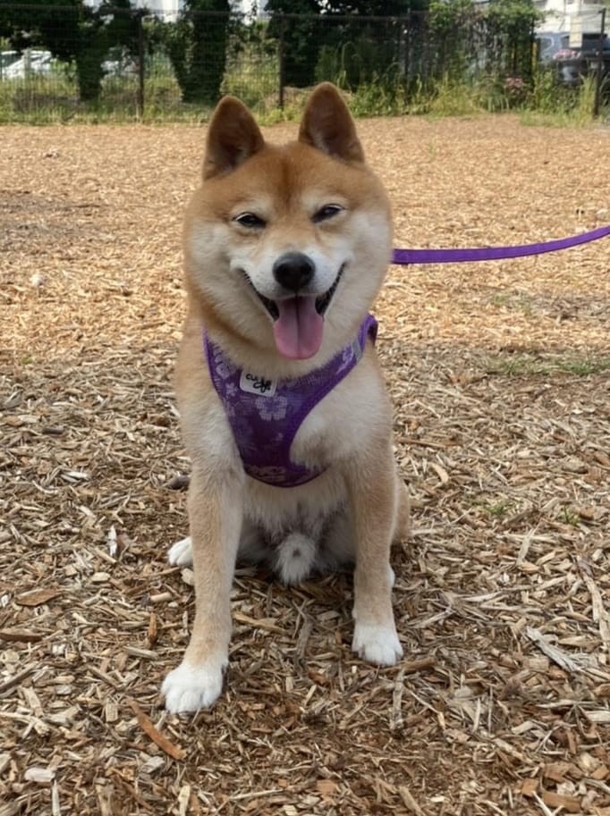 聞いたことない悲鳴 お尻噛まれた柴犬 裁判の結果