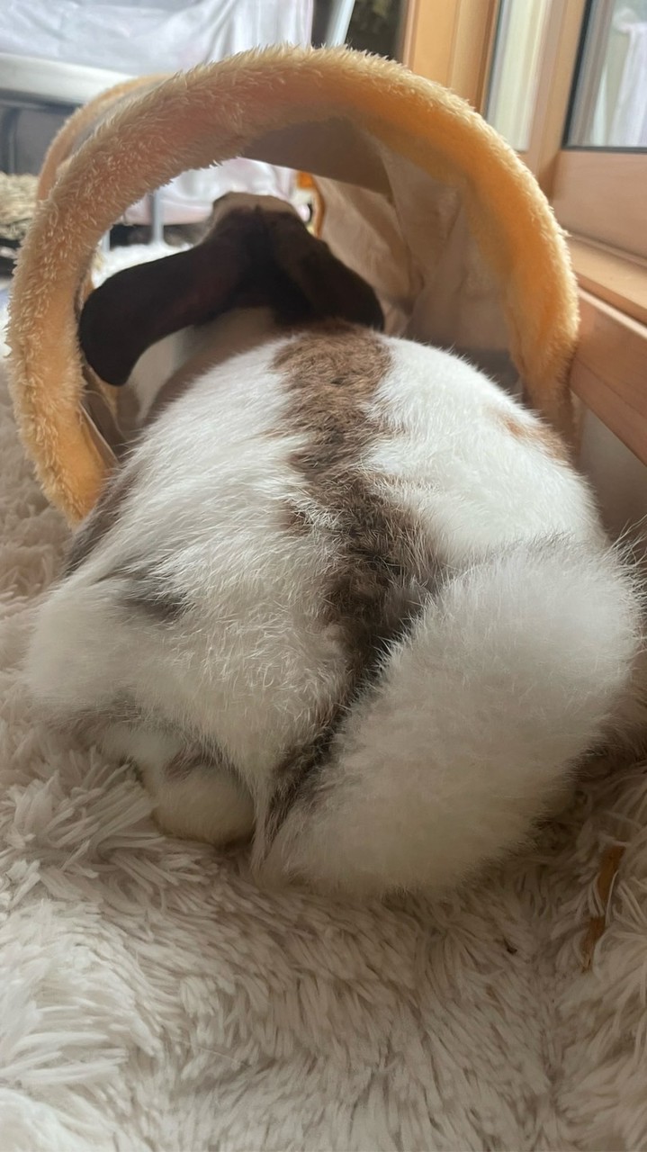 心躍る跳ねる兎と🐰お話ししませんか🥕