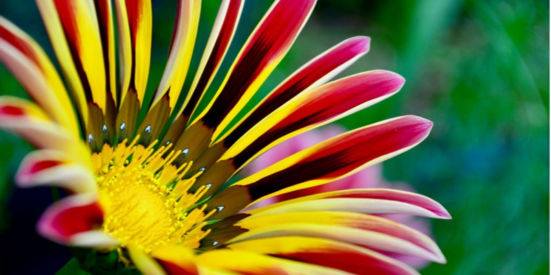 ガザニア の意外な花言葉とは ガザニア の特徴などと一緒に紹介 Oggi