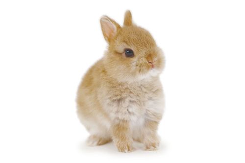 一緒に暮らしたいうさぎno 1 ネザーランドドワーフってどんな動物