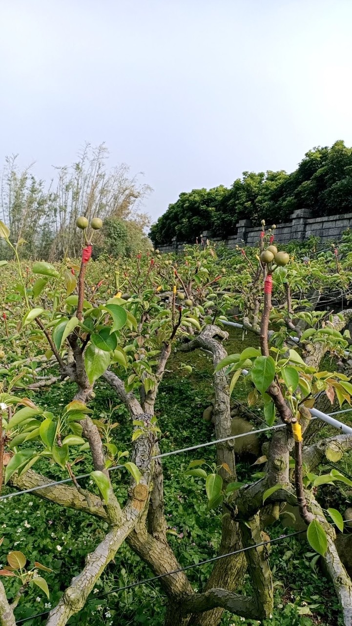 ～孫家果園🍐🍊～