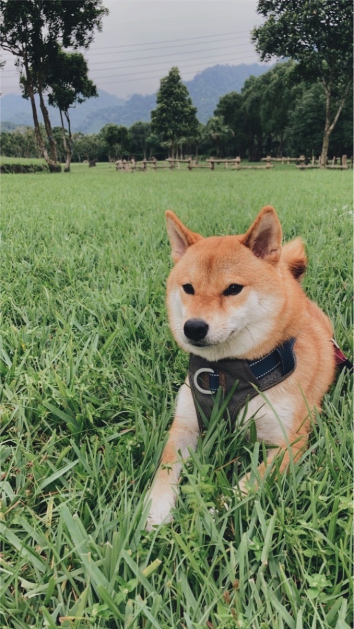 嘉義柴犬俱樂部
