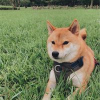 嘉義柴犬俱樂部
