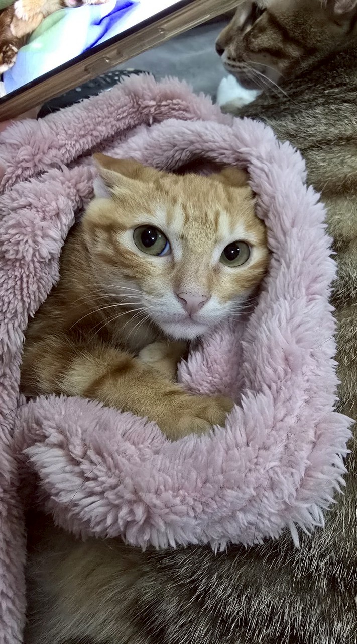拾貓家