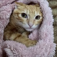 拾貓家