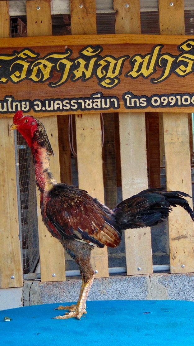 ส.วิสามัญ ฟาร์ม โคราช