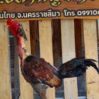 ส.วิสามัญ ฟาร์ม โคราช