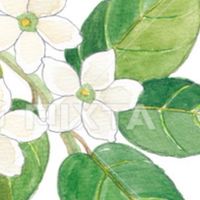 美茉莉記事本