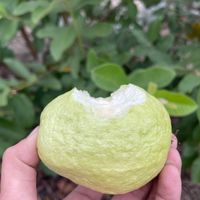 LM芭樂水果團