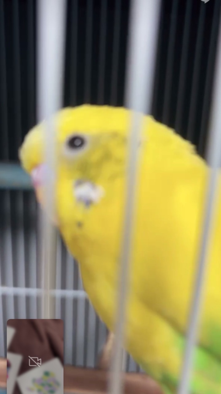 中高生 雑談 オプ