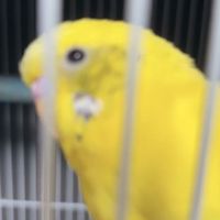 中高生 雑談 オプ