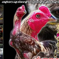ซุ้มเทพนินจาฟาร์ม(พม่าง่อน#แข้งปลดอาวุธ)🤗