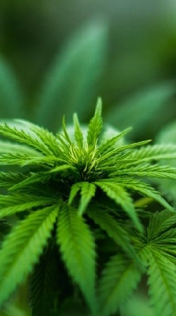 marijuanaout auto