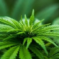 marijuanaout auto