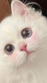推しについて語りましょ〜う！